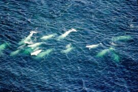 Beluga_Rescue_Madras_Courier