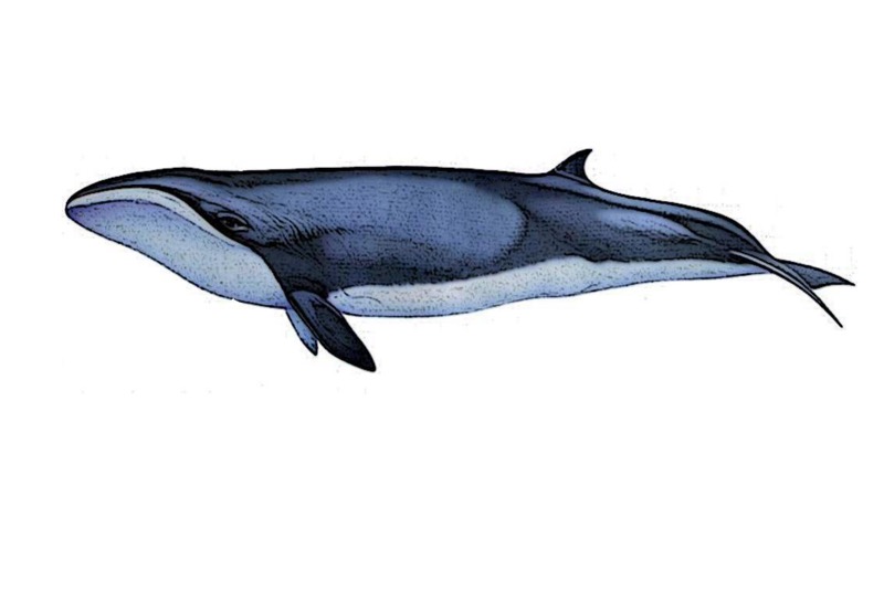 blue-pygmy-whale-madras-courier