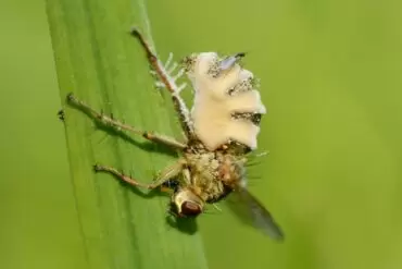 Entomophthora-muscae-madras-courier