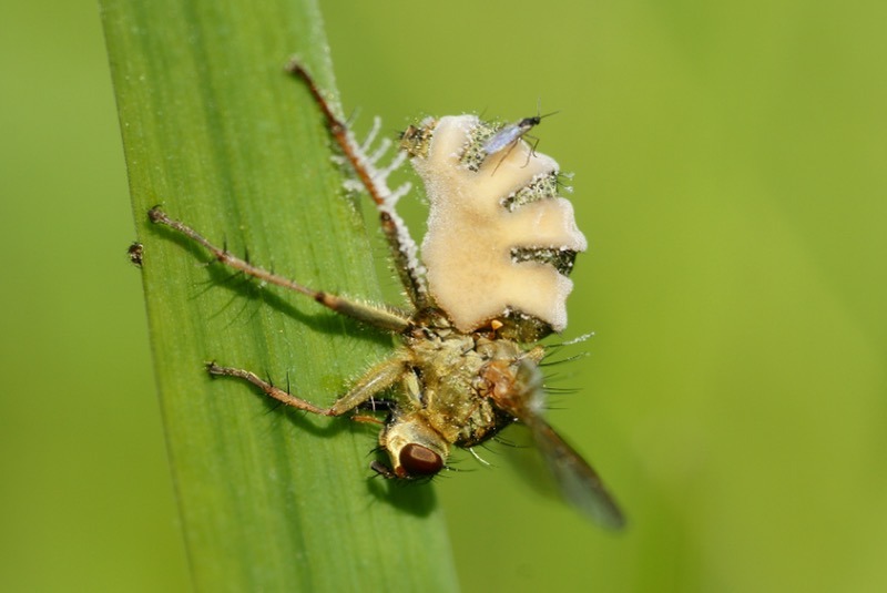 Entomophthora-muscae-madras-courier