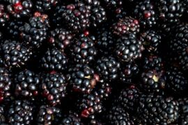 Blackberry-picking-madras-courier
