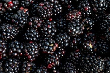 Blackberry-picking-madras-courier