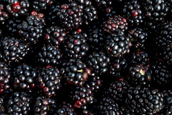 Blackberry-picking-madras-courier