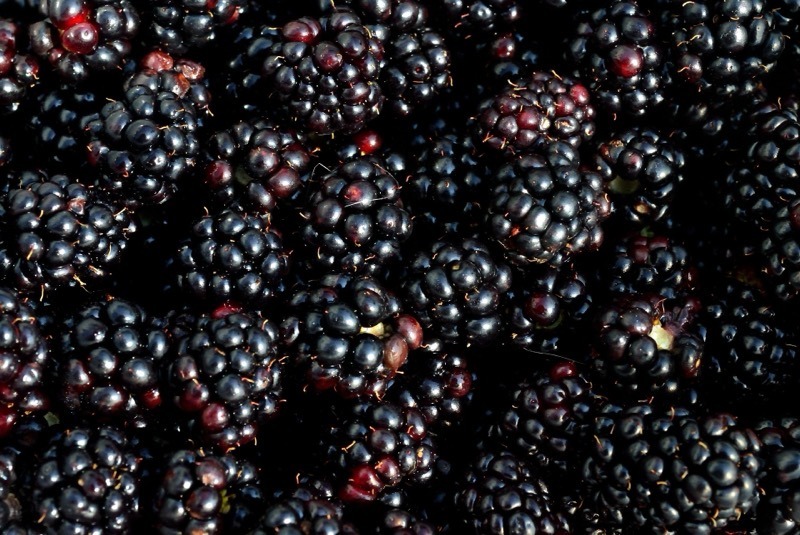 Blackberry-picking-madras-courier