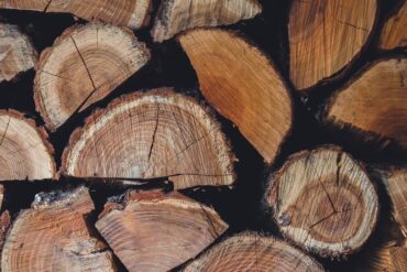 Civic-Tree_Madras_Courier