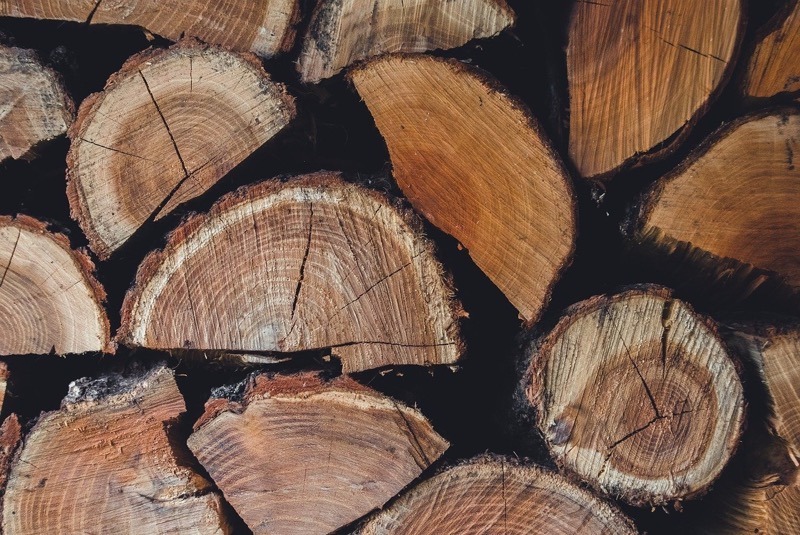 Civic-Tree_Madras_Courier