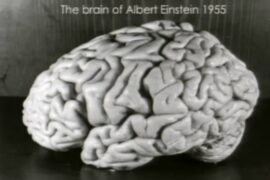 Einstein-Brain-Madras-Courier