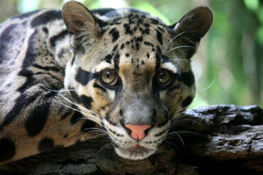 Clouded-leapord-madras-courier