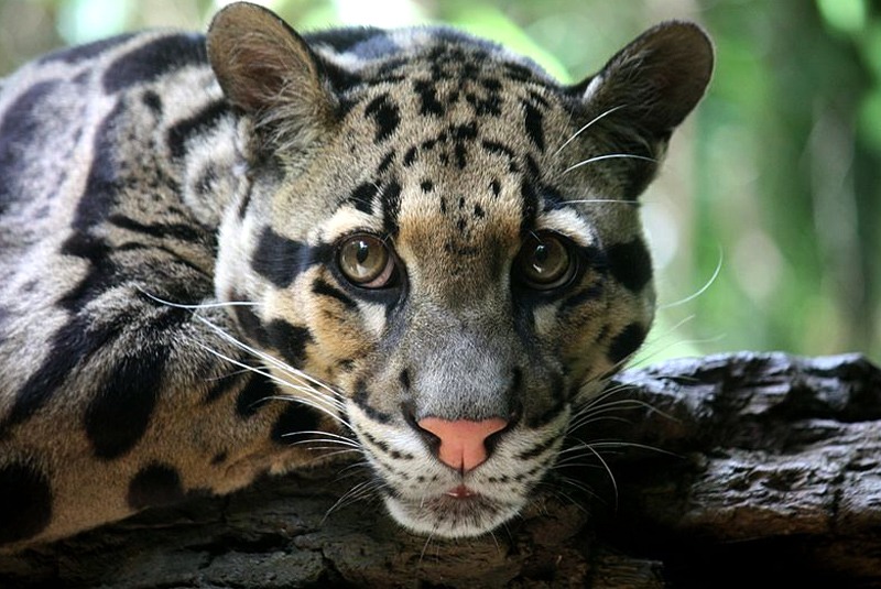 Clouded-leapord-madras-courier