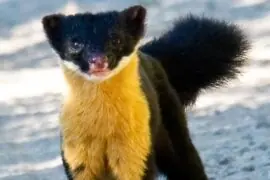 Nilgiri-Marten-Madras-Courier