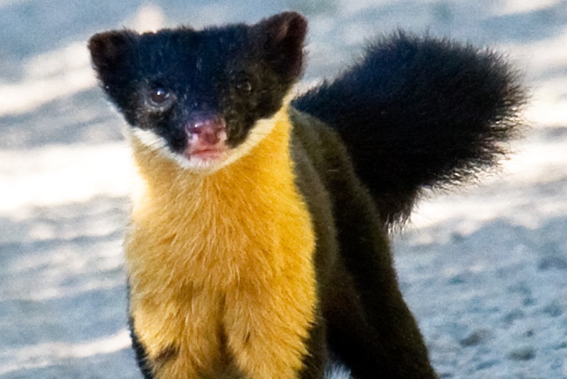 Nilgiri-Marten-Madras-Courier
