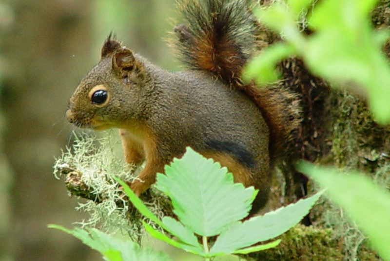 Wildlife-Madras-courier