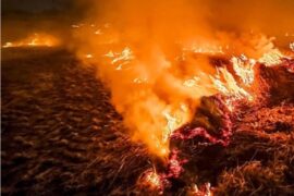 Stubble-Madras-Courier