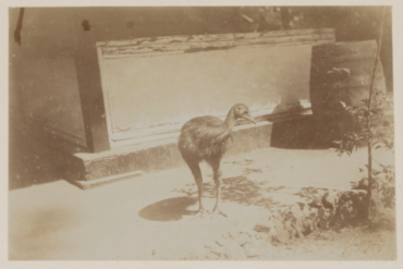 Cassowary-Madras-Courier