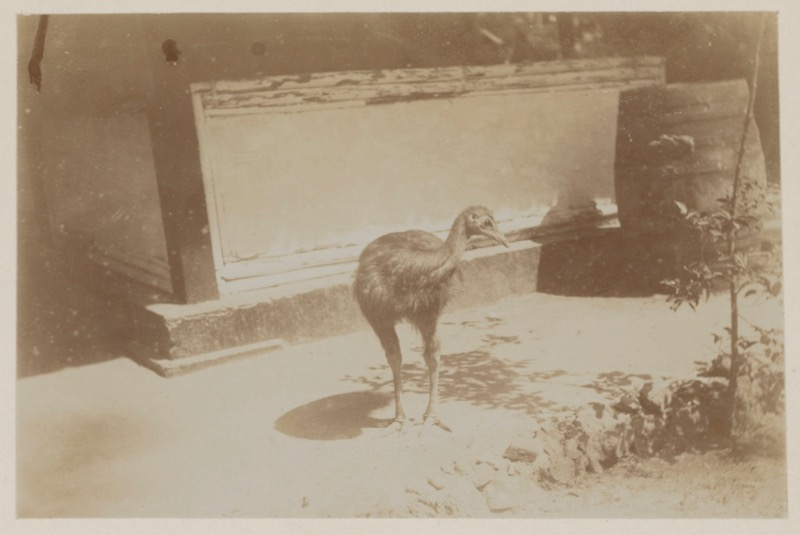 Cassowary-Madras-Courier