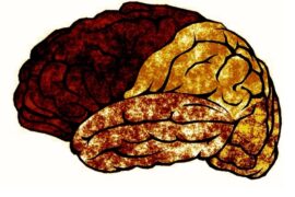 Ai-Brainrot-Madras-Courier