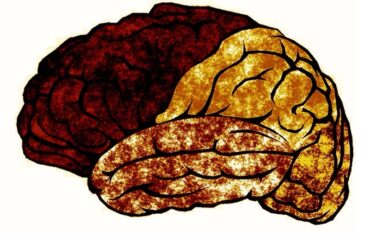 Ai-Brainrot-Madras-Courier