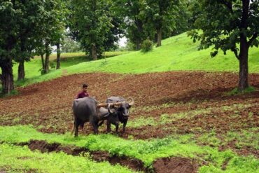 Food-agriculture-madras-courier