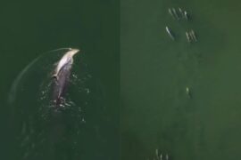 Grieving-Dolphin-Madras-Courier