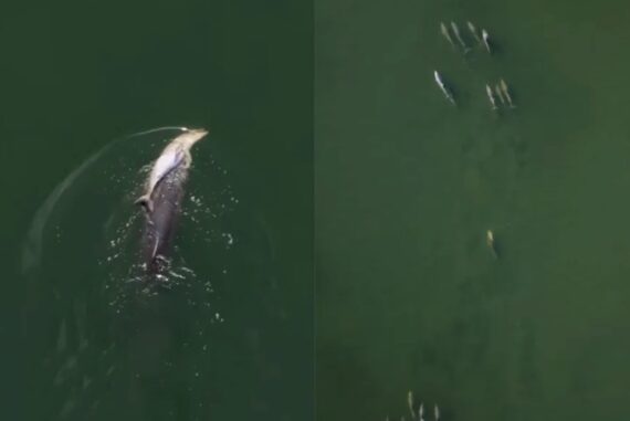 Grieving-Dolphin-Madras-Courier