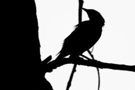 Nesting-Poetry-Madras-Courier