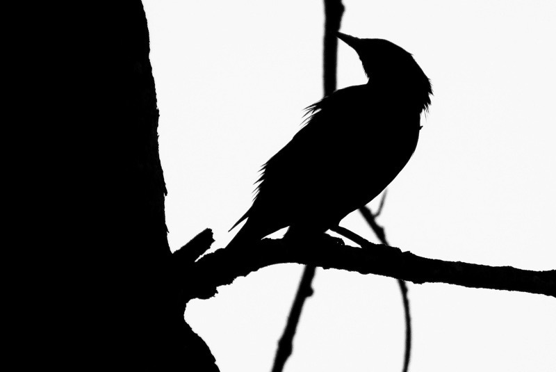 Nesting-Poetry-Madras-Courier