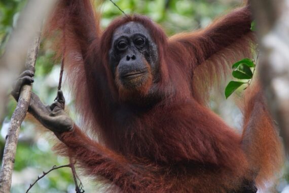 Orangutan-Madras-Courier
