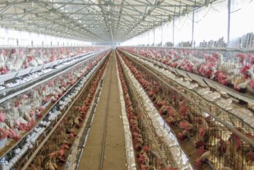 Poultry-Madras-Courier