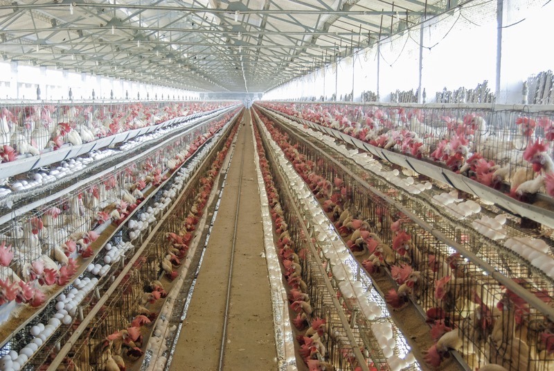 Poultry-Madras-Courier