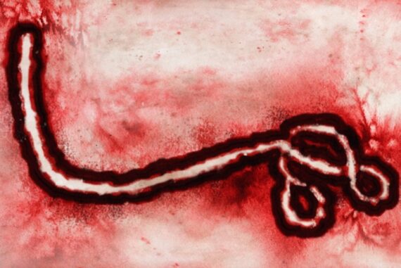 Bundibugyo-Virus-Madras-Courier
