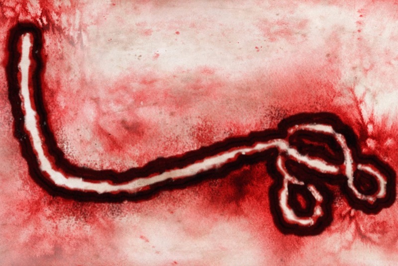 Bundibugyo-Virus-Madras-Courier